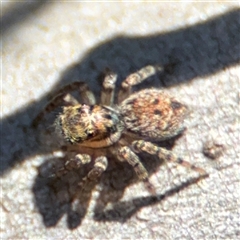 Euophryinae sp.(Undescribed) (subfamily) at Carwoola, NSW - 12 Oct 2024 by Hejor1