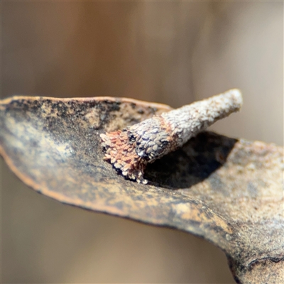 Conoeca guildingi (A case moth) at Carwoola, NSW - 12 Oct 2024 by Hejor1
