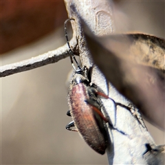 Homotrysis cisteloides at Carwoola, NSW - 12 Oct 2024 01:20 PM