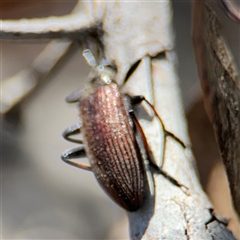 Homotrysis cisteloides at Carwoola, NSW - 12 Oct 2024 01:20 PM