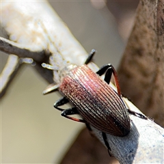 Homotrysis cisteloides at Carwoola, NSW - 12 Oct 2024 01:20 PM