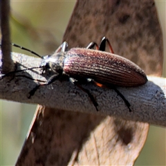 Homotrysis cisteloides at Carwoola, NSW - 12 Oct 2024 01:20 PM