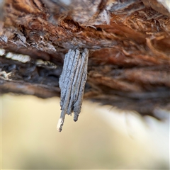 Clania (genus) (A case moth) at Carwoola, NSW - 12 Oct 2024 by Hejor1