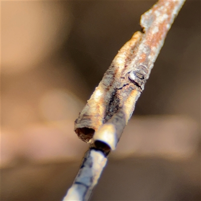 Cercopidae (family) (Unidentified spittlebug or froghopper) at Carwoola, NSW - 12 Oct 2024 by Hejor1