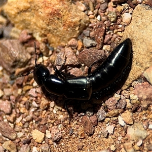 Staphylinidae (family) at Carwoola, NSW - 12 Oct 2024