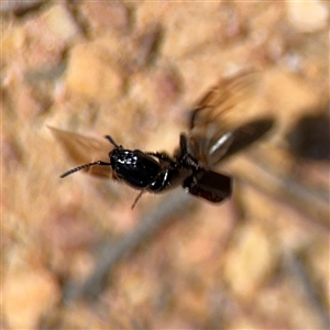 Staphylinidae (family) at Carwoola, NSW - 12 Oct 2024