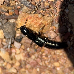 Staphylinidae (family) at Carwoola, NSW - 12 Oct 2024