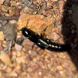 Staphylinidae (family) at Carwoola, NSW - 12 Oct 2024