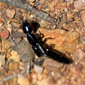 Staphylinidae (family) at Carwoola, NSW - 12 Oct 2024