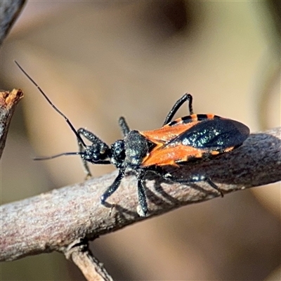 Catasphactes sp. (genus) (An assassin bug) at Carwoola, NSW - 12 Oct 2024 by Hejor1