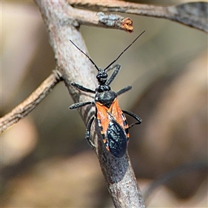 Catasphactes sp. (genus) at Carwoola, NSW - 12 Oct 2024