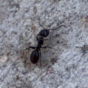 Formicidae (family) at Carwoola, NSW - 12 Oct 2024 12:55 PM