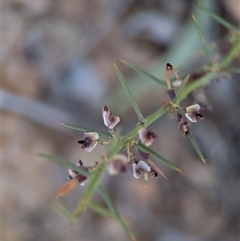 Daviesia genistifolia (Broom Bitter Pea) at Carwoola, NSW - 12 Oct 2024 by Hejor1