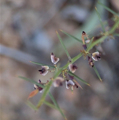 Daviesia genistifolia (Broom Bitter Pea) at Carwoola, NSW - 12 Oct 2024 by Hejor1