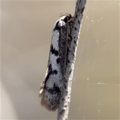 Eusemocosma pruinosa (Philobota Group Concealer Moth) at Carwoola, NSW - 12 Oct 2024 by Hejor1