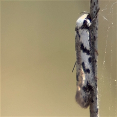 Eusemocosma pruinosa at Carwoola, NSW - 12 Oct 2024