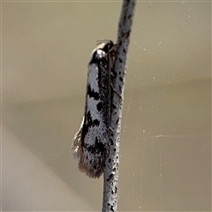 Eusemocosma pruinosa at Carwoola, NSW - 12 Oct 2024