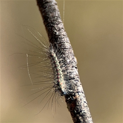 Anestia (genus) (A tiger moth) at Carwoola, NSW - 12 Oct 2024 by Hejor1