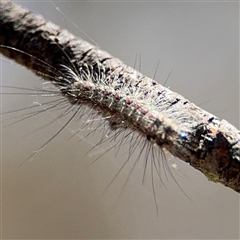 Anestia (genus) at Carwoola, NSW - 12 Oct 2024