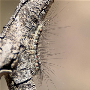 Anestia (genus) at Carwoola, NSW - 12 Oct 2024