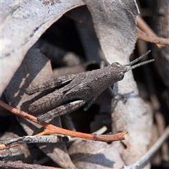 Cirphula pyrrhocnemis (Variable Cirphula) at Carwoola, NSW - 12 Oct 2024 by Hejor1