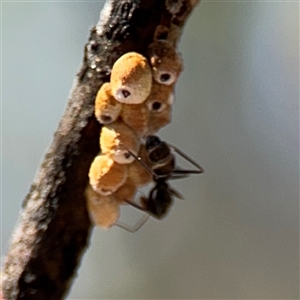 Formicidae (family) at Carwoola, NSW - 12 Oct 2024