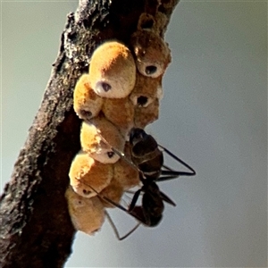 Cryptes baccatus at Carwoola, NSW - 12 Oct 2024 12:48 PM