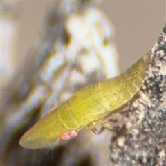 Rubria sanguinosa (Shovel-headed leafhopper) at Carwoola, NSW - 12 Oct 2024 by Hejor1