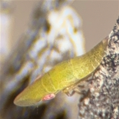 Rubria sanguinosa (Shovel-headed leafhopper) at Carwoola, NSW - 12 Oct 2024 by Hejor1