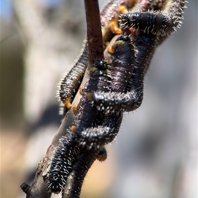 Perginae sp. (subfamily) (Unidentified pergine sawfly) at Carwoola, NSW - 12 Oct 2024 by Hejor1