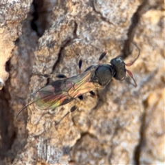 Ichneumonoidea (Superfamily) (A species of parasitic wasp) at Carwoola, NSW - 12 Oct 2024 by Hejor1