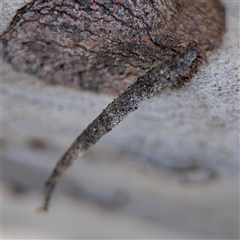 Psychidae (family) IMMATURE (Unidentified case moth or bagworm) at Carwoola, NSW - 12 Oct 2024 by Hejor1