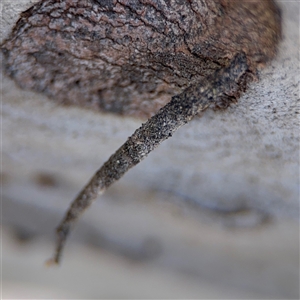 Psychidae (family) IMMATURE at Carwoola, NSW - 12 Oct 2024 12:42 PM