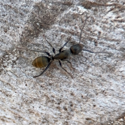 Camponotus aeneopilosus (A Golden-tailed sugar ant) at Carwoola, NSW - 12 Oct 2024 by Hejor1