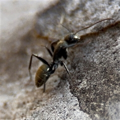 Camponotus aeneopilosus at Carwoola, NSW - 12 Oct 2024