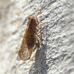 Psyllidae sp. (family) at Carwoola, NSW - 12 Oct 2024