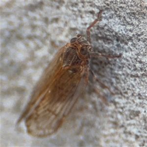 Psyllidae sp. (family) at Carwoola, NSW - 12 Oct 2024