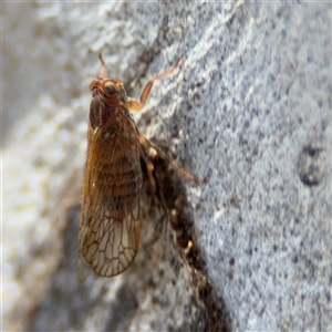 Psyllidae sp. (family) at Carwoola, NSW - 12 Oct 2024