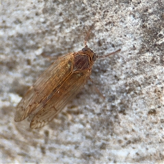 Psyllidae sp. (family) at Carwoola, NSW - 12 Oct 2024