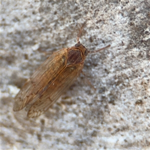 Psyllidae sp. (family) at Carwoola, NSW - 12 Oct 2024