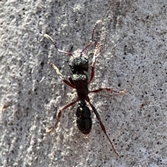 Rhytidoponera sp. (genus) (Rhytidoponera ant) at Carwoola, NSW - 12 Oct 2024 by Hejor1