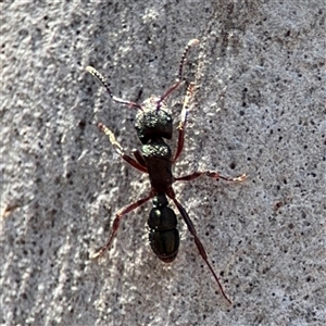 Rhytidoponera sp. (genus) at Carwoola, NSW - 12 Oct 2024 12:40 PM