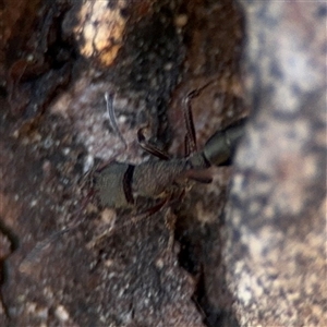 Rhytidoponera sp. (genus) at Carwoola, NSW - 12 Oct 2024