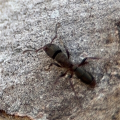 Rhytidoponera sp. (genus) at Carwoola, NSW - 12 Oct 2024 12:40 PM