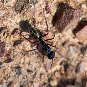 Camponotus suffusus at Carwoola, NSW - 12 Oct 2024 12:32 PM