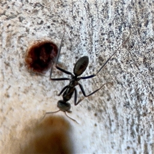 Iridomyrmex sp. (genus) at Carwoola, NSW - 12 Oct 2024 12:39 PM