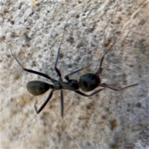 Iridomyrmex sp. (genus) at Carwoola, NSW - 12 Oct 2024 12:39 PM