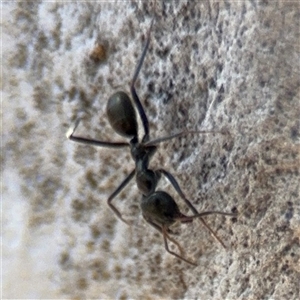 Iridomyrmex sp. (genus) at Carwoola, NSW - 12 Oct 2024 12:39 PM