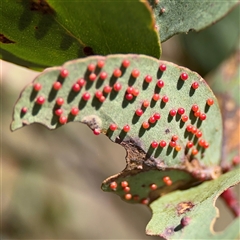 Eucalyptus insect gall at Carwoola, NSW - 12 Oct 2024 by Hejor1