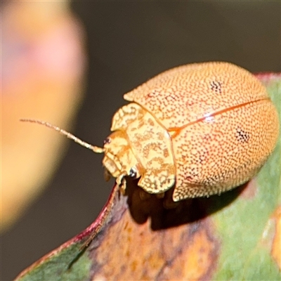 Paropsis atomaria (Eucalyptus leaf beetle) at Carwoola, NSW - 12 Oct 2024 by Hejor1